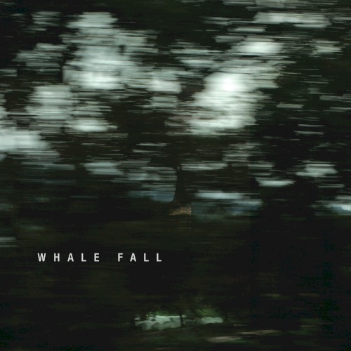 Whale Fall by Whale Fall