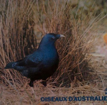Oiseaux D'Australie by Jean C. Roché